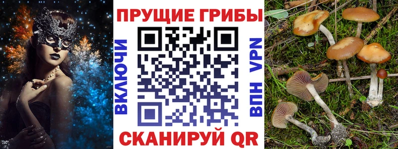 Купить  Звенигово  Псилоцибиновые грибы MAGIC MUSHROOMS 